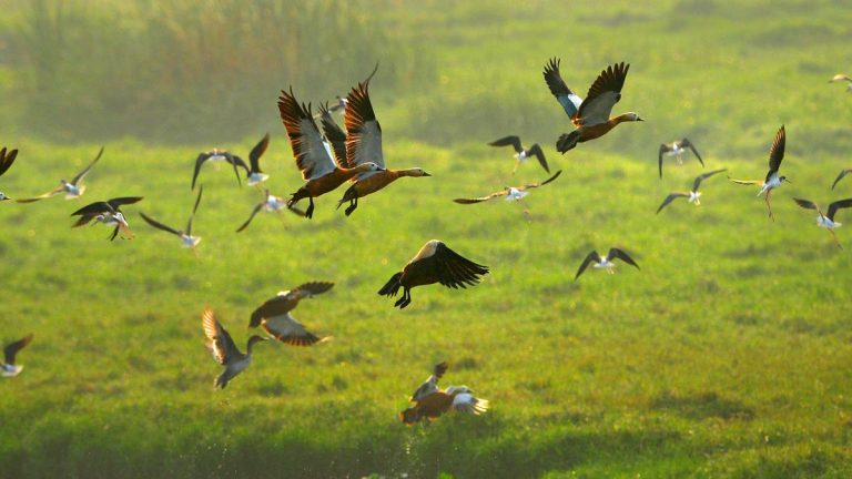 Migratory_birds_20.jpg