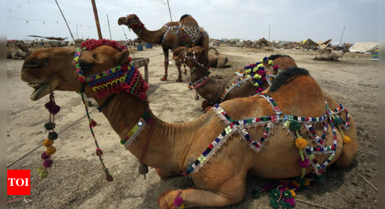 Pakistani-men-cut-camels-leg-for-trespassing-post-video.jpg