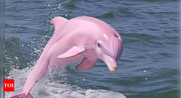 Rare-pink-Dolphin-photo-goes-viral-Is-it-real-or.jpg