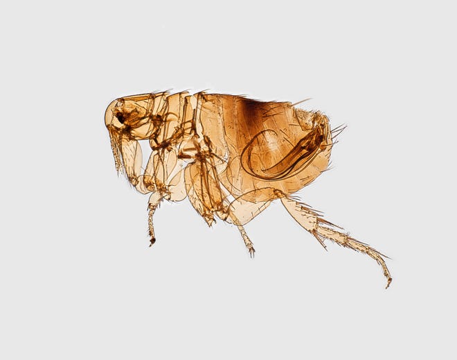 Morphological characteristic of a flea depicted in the digitally-colorized scanning electron microscopic image in 2017. Image courtesy Centers for Disease Control and Prevention.