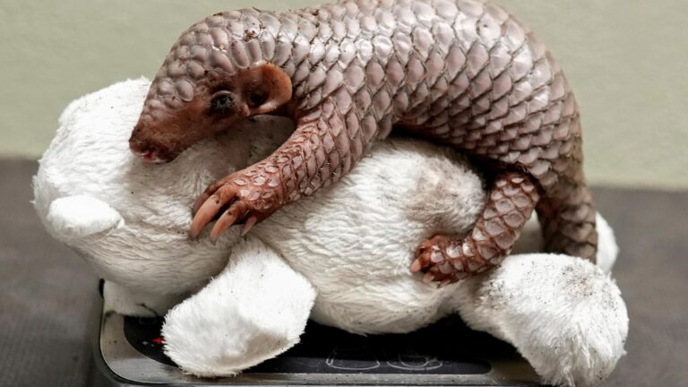 A-second-critically-endangered-Chinese-pangolin-born-in-Prague-zoo.jpg