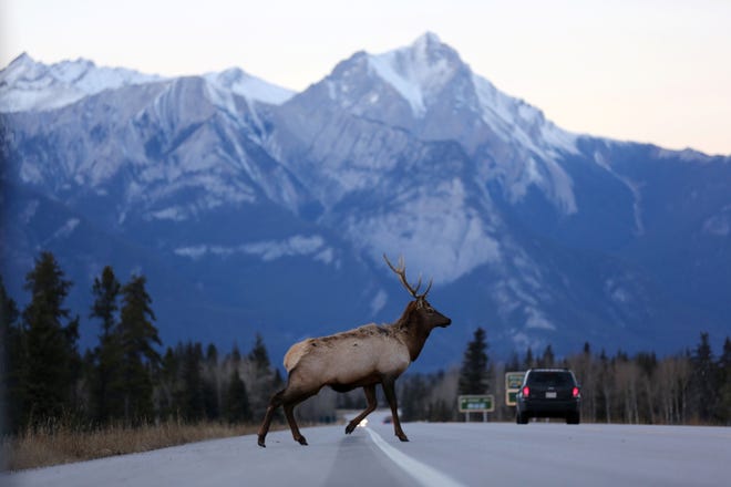 A male elk crosses the Yellowhead Highway, a route roughly followed by Kinder Morgan's Trans Mountain Pipeline through the Rocky Mountains, in Jasper National Park, Alberta, Canada November 14, 2016.