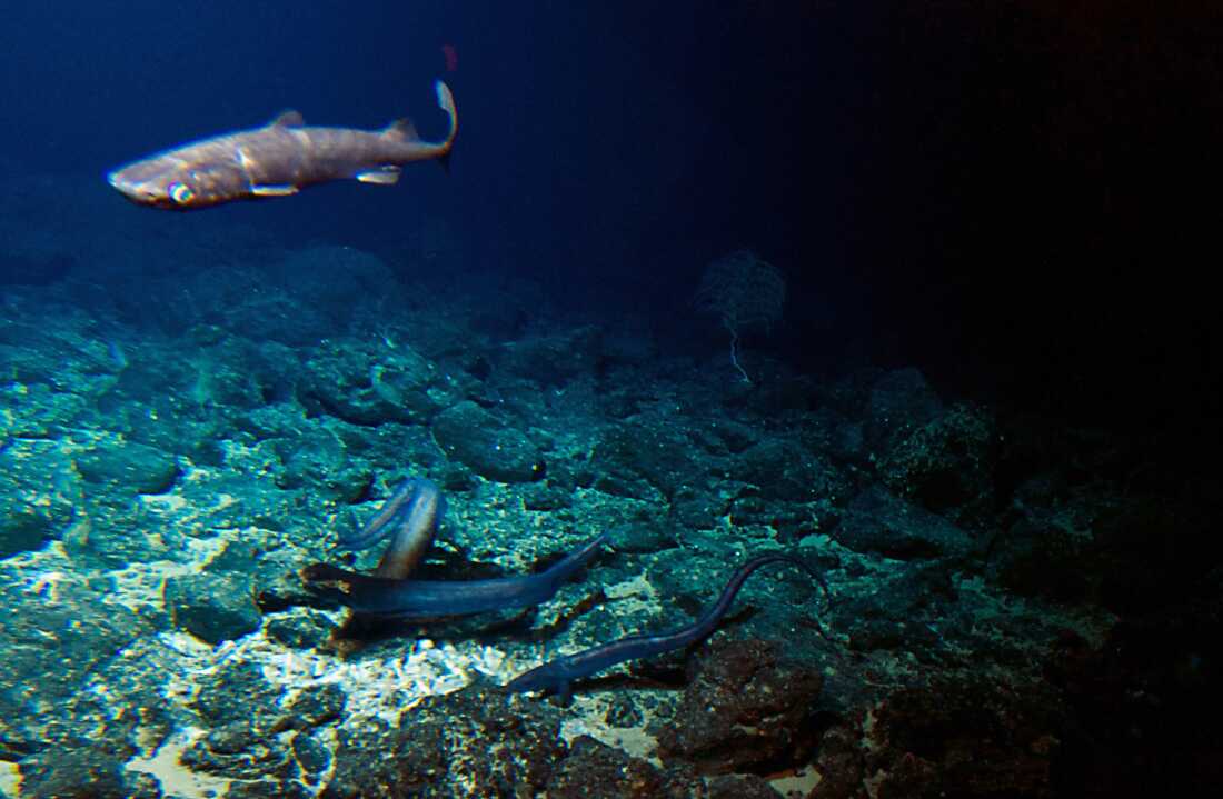 A deep sea shark and several eels are attracted to bait placed at the summit of the Cook seamount, located off the coast of Hawaii's Big Island, on Sept. 6, 2016. The long, snake-like eels are dark gray to black, and the shark is gray. Rocks cover the seafloor.