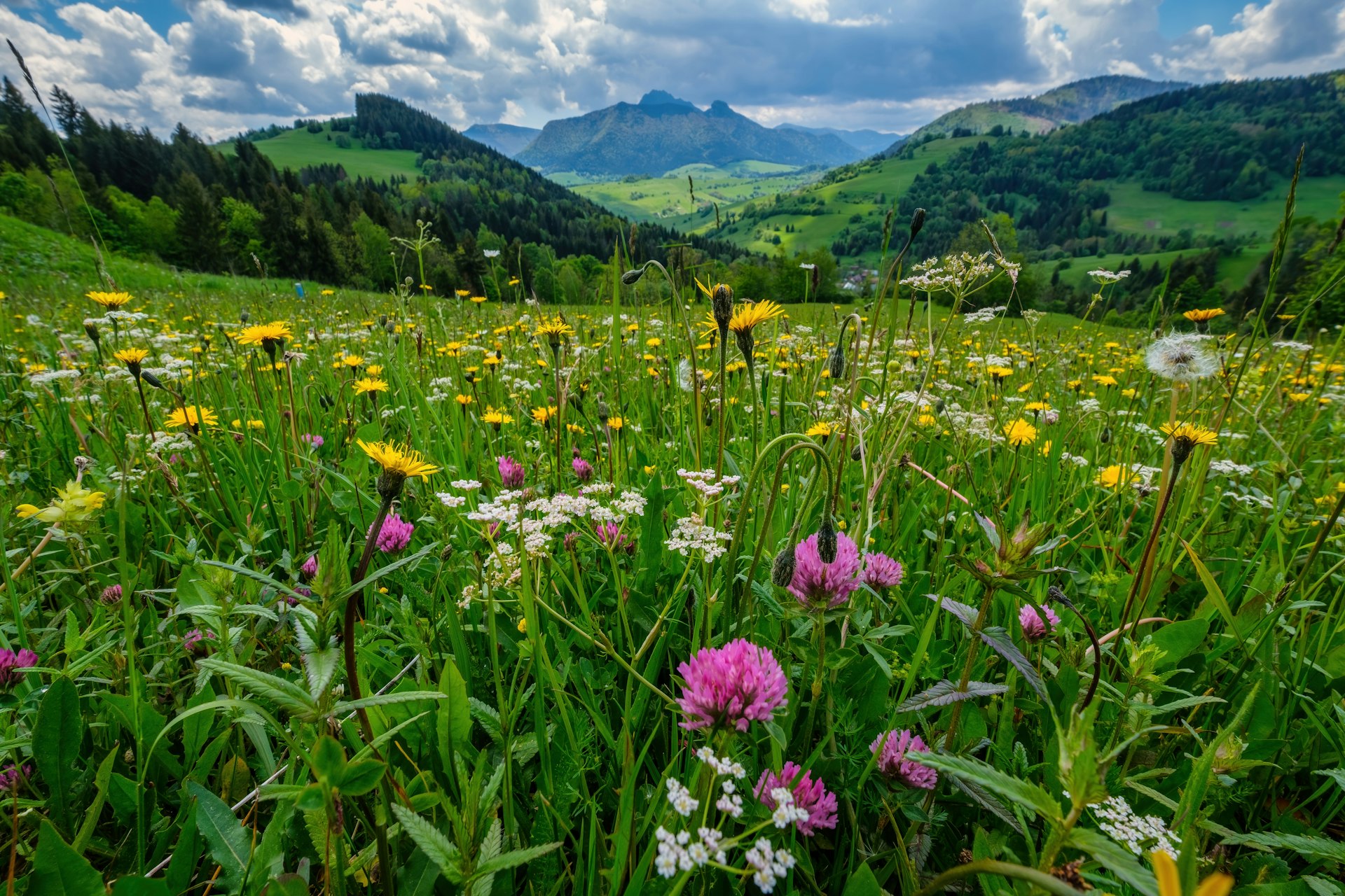 A meadow full of beautiful mountain flowers in the background of the Mala Fatra mountains, Slovakia