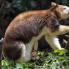 This photo, provided by the Wildlife Conservation Society, shows a Matschie's tree kangaroo joey that made its first appearance from its mother's pouch at New York's Bronx Zoo, last Thursday. The joey, born at the end of December, is the second of its species born at the Bronx Zoo and to this female since 2021.