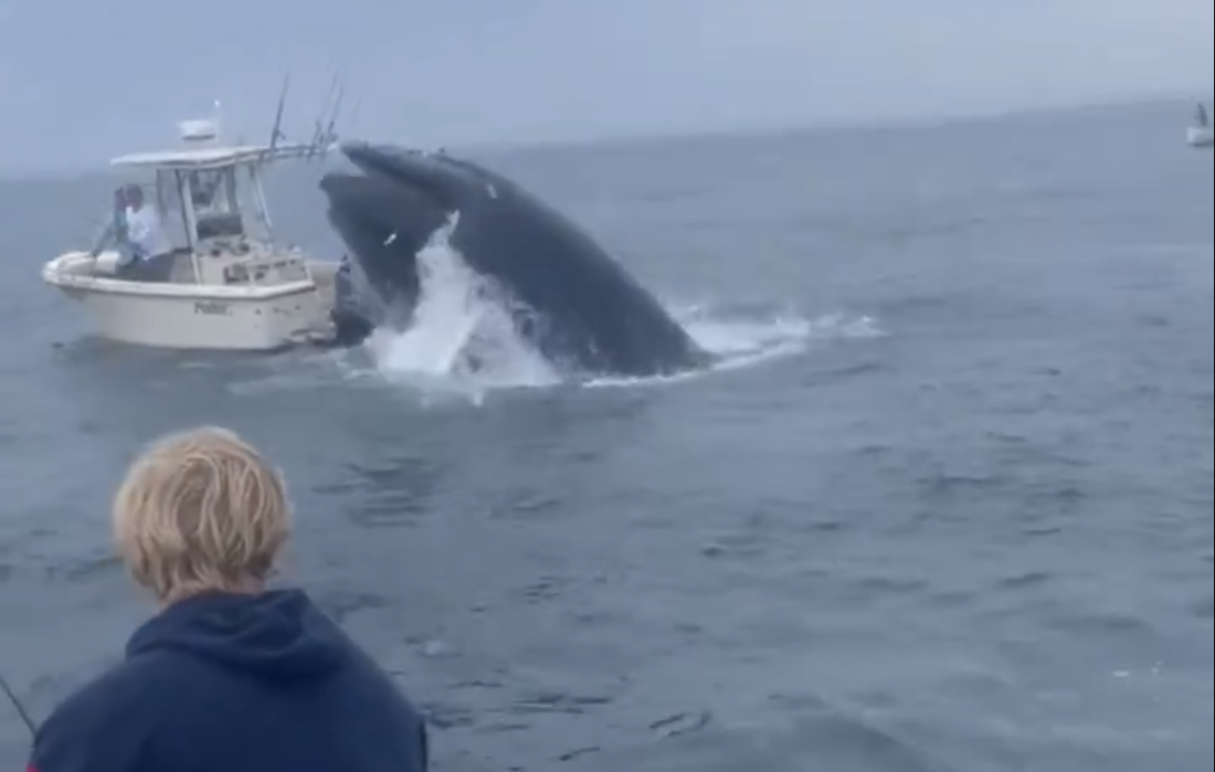 A screenshot from a video taken by a person on a nearby boat shows a whale just as it is about to crash down on another boat off the coast of Portsmouth, N.H., on Tuesday.