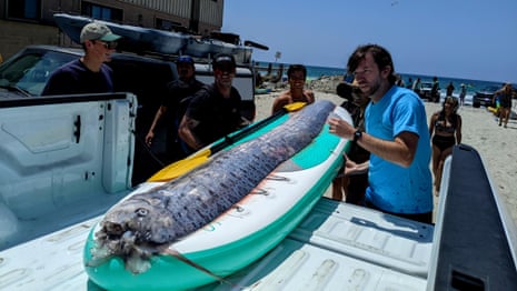 Rarely seen deep-sea fish washes up in California – video