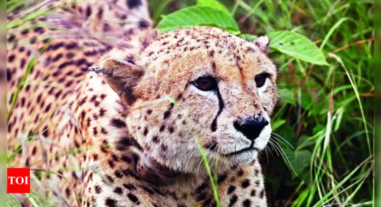 Cheetah-cub-dies-at-MPs-Kuno-suffered-spinal-fracture-in.jpg