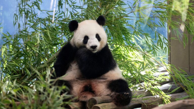 The-Berlin-Zoo-is-hoping-for-more-German-born-giant-pandas.jpg