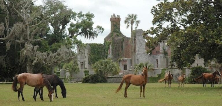 National-Park-Service-Has-Its-Blinders-On-At-Cumberland-Island.jpg