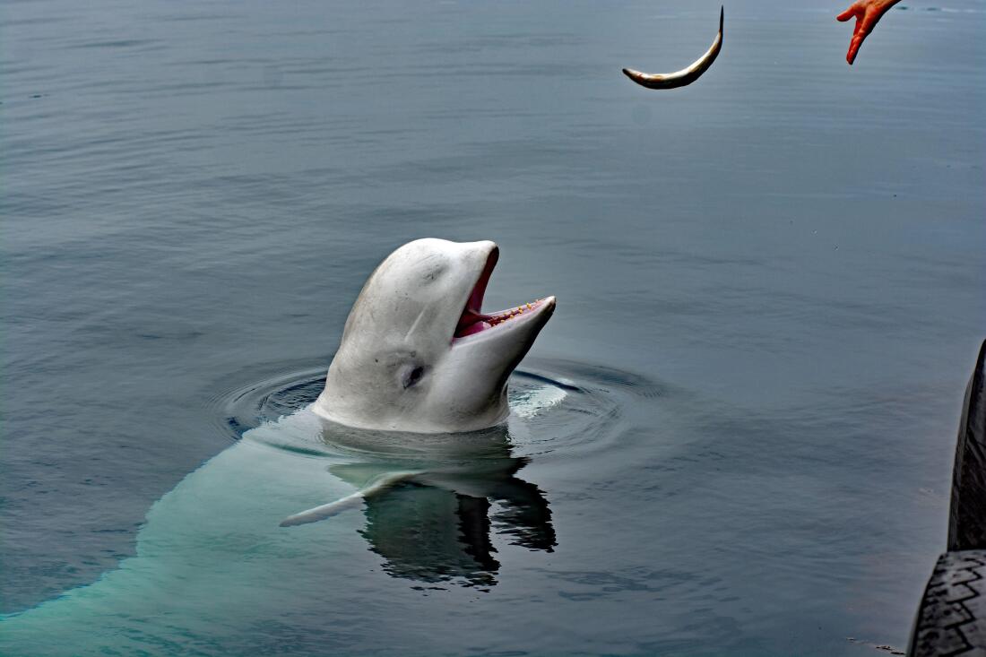 Hvaldimir, a white beluga whale, pictured with his head bobbing above water in Hammerfest, Norway in 2019. 