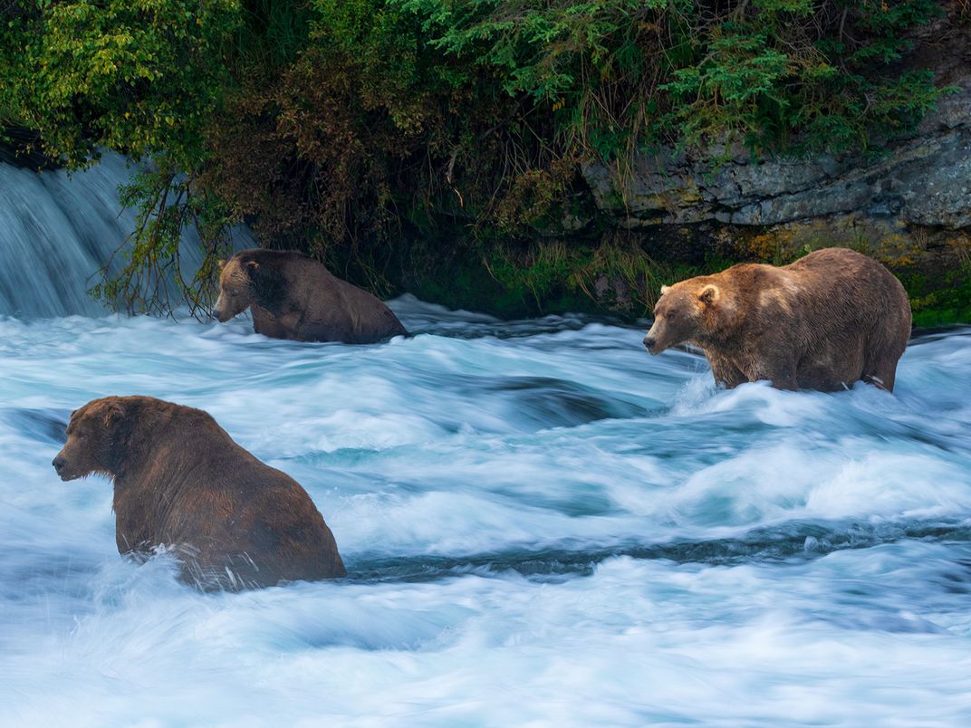 Fat Bears Hunting