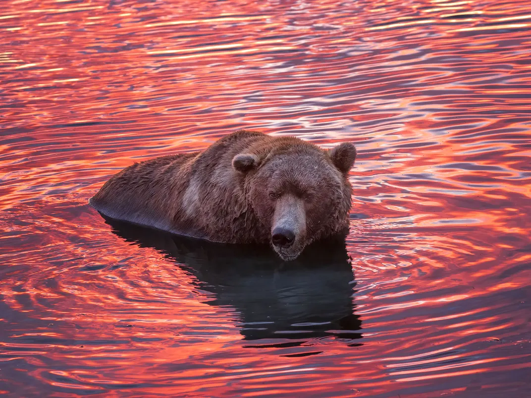 Fat Bear Otis At Sunset