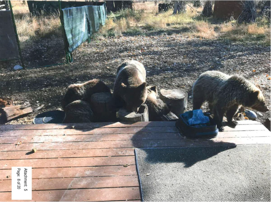 Grizzly bear 399 and her four cubs of eat molasses-enriched grain 