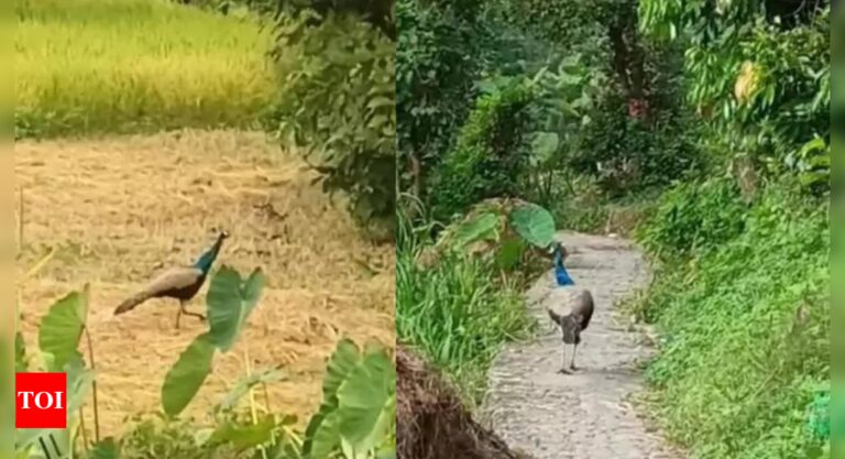 Rare-Peacock-Sighting-at-High-Altitude-in-Kumaon-Himalayas-Sparks.jpg