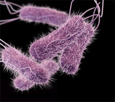 Salmonella germs