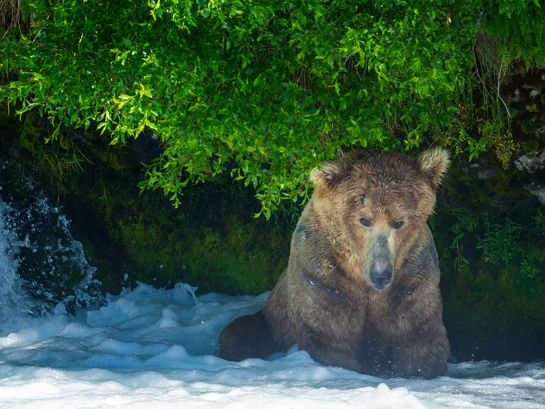 Fat Bear Otis Hunting