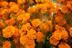 Cempasúchil flowers for sale at Colima Market in Bend, Ore., on Oct. 29, 2024. Cempasúchil are the traditional flowers used in Día de los Muertos celebrations.