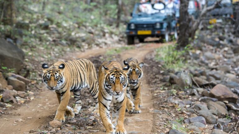 Tigers-Ranthambhore-istock.jpg